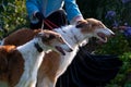 Two Borzoi Russian hounds on leads on grass in the garden held by a woman with blue skirt