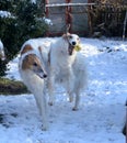 Two borzois run and play in a snow covered garden