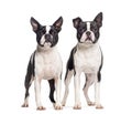 Two Boston terrier dogs together, isolated on white