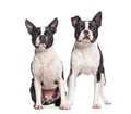 Two Boston terrier dogs together, isolated on white