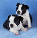 Two Boston terrier littermates