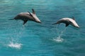 Two bottle nose dolphins Royalty Free Stock Photo