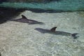 Two Bottle-Nose Dolphins in Clear Water Royalty Free Stock Photo