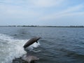 Two bottle nose dolphins playing Royalty Free Stock Photo