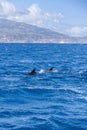 Two Bottle-nosed Dolphins in front of Coast of Sao Miguel, Azores Royalty Free Stock Photo