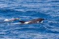 Two Bottle-nosed Dolphins swimming in Ocean near Sao Miguel, Azores Royalty Free Stock Photo