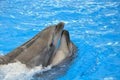 Two bottlenose dolphins in blue water Royalty Free Stock Photo