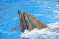 Two bottlenose dolphins in blue water Royalty Free Stock Photo