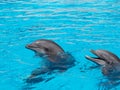 Two bottlenose dolphins poking their heads out