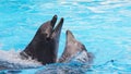 Two bottlenose dolphins in sea Royalty Free Stock Photo