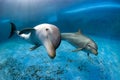 Two bottlenose dolphins underwater Royalty Free Stock Photo