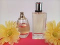 Two bottles of unisex perfume with yellow daisies on a white and pink background Royalty Free Stock Photo