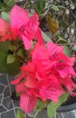 Two bougainvillea captivates the beholder