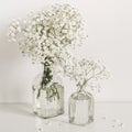 Two bouquets of white gypsophila flowers in glass bottles on table wall background. Social media, blog background Royalty Free Stock Photo