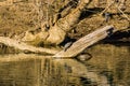 Two Box Turtles trying the Climb a Log