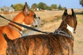 Two boxer dogs outdoors in a park.