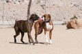 Two boxer dogs sharing a toy at the park