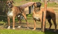 Two boxer dogs are standing and barking behind the fence Royalty Free Stock Photo