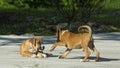 Two Boxer Puppies play with each other. Royalty Free Stock Photo