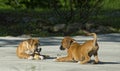 Two Boxer Puppies play with each other. Royalty Free Stock Photo