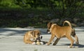 Two Boxer Puppies play with each other. Royalty Free Stock Photo