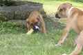 Two Boxer Puppies play with each other. Royalty Free Stock Photo