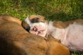 Boxer puppies sleeping on green grass Royalty Free Stock Photo