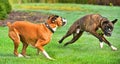 Two Boxers playing in the grass HDR