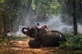 Two boys in school uniforms are reading with elephants. Thailand Royalty Free Stock Photo