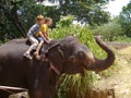Two boys sit on an elephant Royalty Free Stock Photo