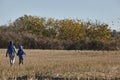 Two boys walking on a field full of blackbirds Royalty Free Stock Photo