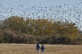 Two boys walking on a field full of blackbirds Royalty Free Stock Photo