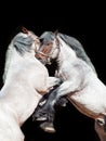 Two brabant horse rearing. on black Royalty Free Stock Photo
