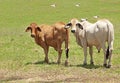 Two brahman cows on a cattle farm