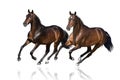 Two braided horse isolated Royalty Free Stock Photo