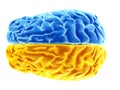 the two brain hemispheres Royalty Free Stock Photo