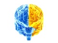 The two brain hemispheres Royalty Free Stock Photo