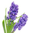 Two branch blue mauve Hyacinthus orientalis flowers