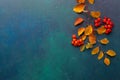 Two branches of autumn leaves Spiraea Vanhouttei and small red fruits Rowans on a dark blue-green painted wooden background Royalty Free Stock Photo
