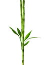 Two branches of Bamboo isolated on white background. Sander`s Dracaena