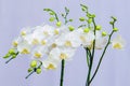 Two branches of blooming white color Phalaenopsis orchids