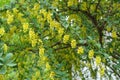 Two branches of blossoming Berberis vulgaris