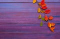 Two branches with colorful autumn leaves on violet wooden background