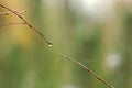 Two branches with dewdrops stretch to each other, blurred background, natureCanadian landscape