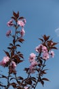 Two branches of flowering Japanese cherry Royalty Free Stock Photo