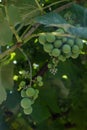 Two branches of green grapes on a branch