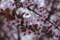 Two branches of pink plum tree in full bloom close-up