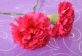 Red carnation Royalty Free Stock Photo