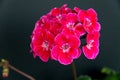 Two branches with red geranium inflorescences isolated on a black background Royalty Free Stock Photo