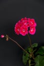 Two branches with red geranium inflorescences isolated on a black background Royalty Free Stock Photo